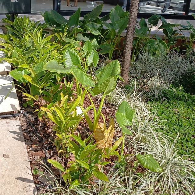 Canteiro de folhagens e grama-preta junto à calçada
