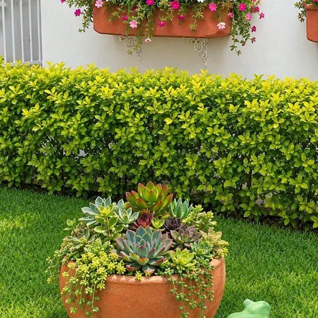 Vaso de barro com suculentas diante de cerca viva e floreira com flores rosas