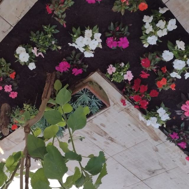 Canteiro com flores brancas, rosas e vermelhas visto de cima